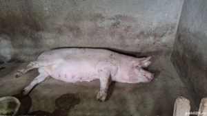 Porc de vanzare