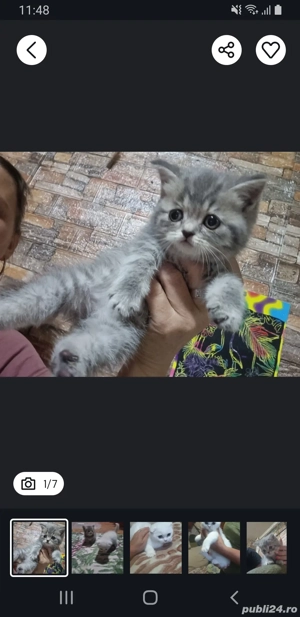 pisici british si schotish