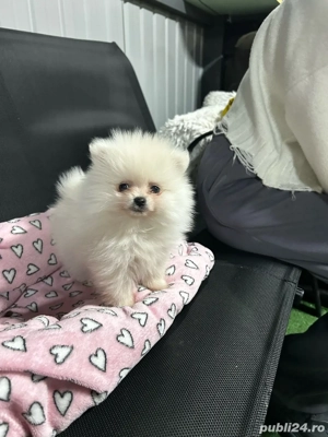 pomeranian toy - imagine 5