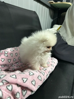 pomeranian toy - imagine 3