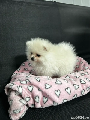 pomeranian toy - imagine 2