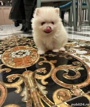 pomeranian toy - imagine 4