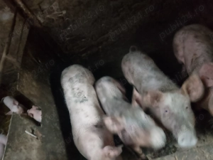 Vând soldani și porci  - imagine 3