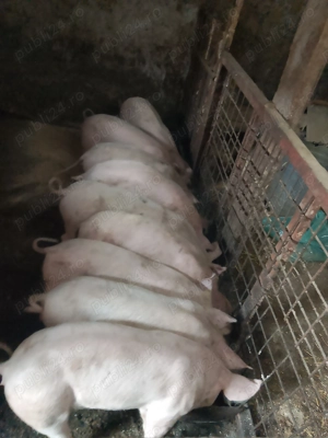 Vând soldani și porci  - imagine 4