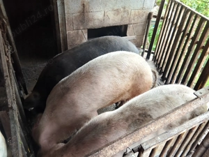 Vând soldani și porci  - imagine 2