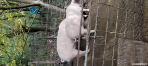 Disponibili  120kg și 100kg