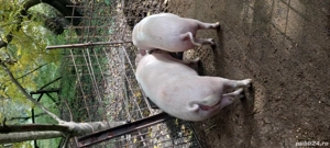 Disponibili  120kg și 100kg - imagine 2