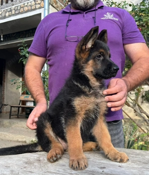 Femela ciobanesc german cu pedigree - imagine 4