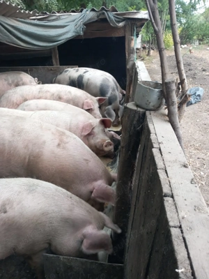 Porci de vanzare  - imagine 2