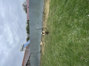 Vand 3 mielute. Fatate mai trziu