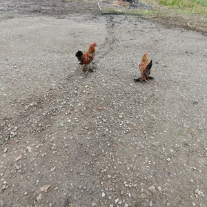 Mii de flori - imagine 4