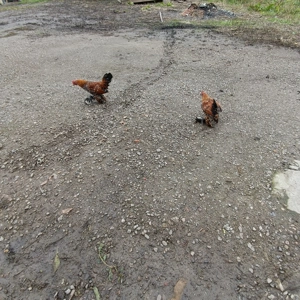 Mii de flori - imagine 3