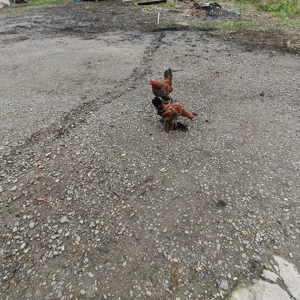 Mii de flori - imagine 3