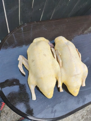 Rate sacrificate - imagine 2