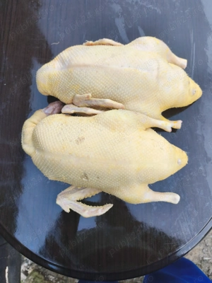 Rate sacrificate - imagine 3