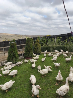 Rate sacrificate - imagine 5