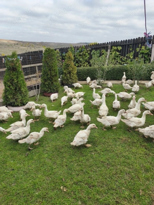 Rate sacrificate - imagine 4