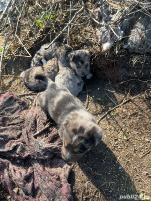 Spre adoptie 5 băieței frumosi de talie mică  - imagine 4