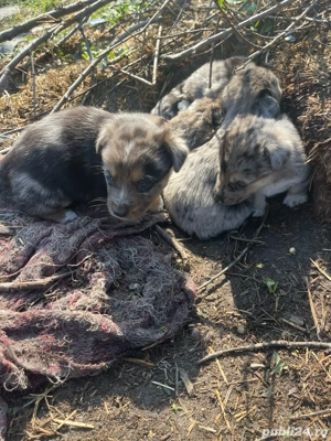 Spre adoptie 5 băieței frumosi de talie mică  - imagine 3