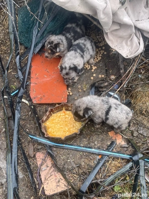 Spre adoptie 5 băieței frumosi de talie mică 