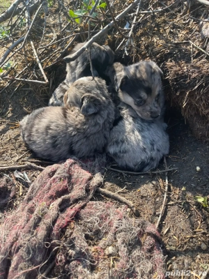 Spre adoptie 5 băieței frumosi de talie mică  - imagine 2