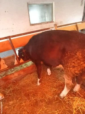 vitea de vanzare - imagine 2 vitea de vanzare - imagine 2