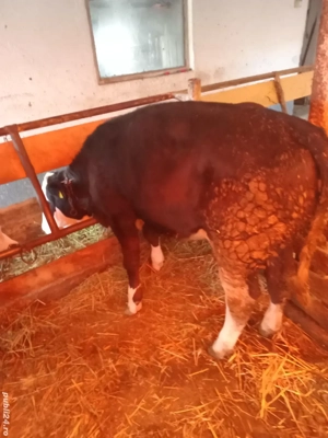 vitea de vanzare - imagine 3 vitea de vanzare - imagine 3