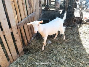 Vind două capre de rasă și două normale  - imagine 3 Vind două capre de rasă și două normale  - imagine 3