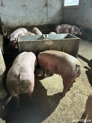 vand porci - imagine 2