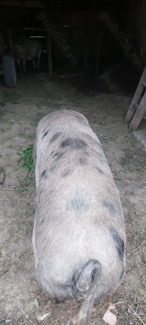 Vând porc pentru sacrificat 