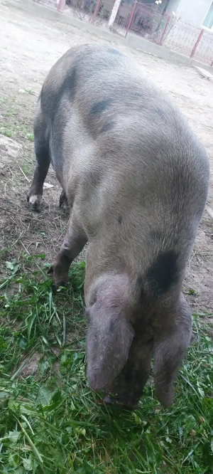 Vând porc pentru sacrificat 