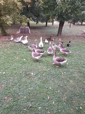 Gâște de vânzare - imagine 2