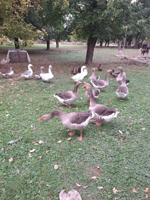 Gâște de vânzare - imagine 3