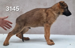 Catei cu pedigree - imagine 2