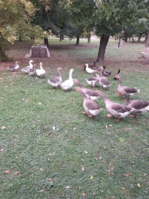 Gâște de vânzare - imagine 5