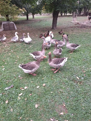 Gâște de vânzare - imagine 4