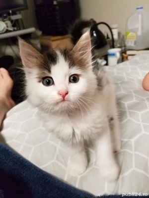 norvegiana de padure