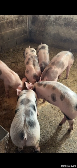 Purcei pietrain rasa de carne  9-10 saptamai  - imagine 2
