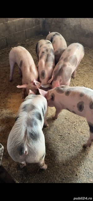 Purcei pietrain rasa de carne  9-10 saptamai  - imagine 3