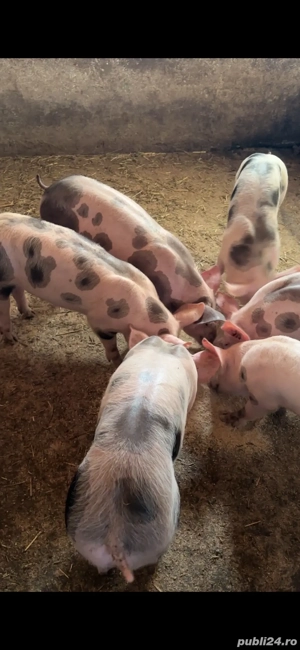 Pitrain rasa de carne pt ingrasat 25 kg