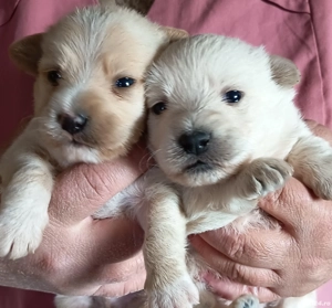 Catei Bichon Maltez - imagine 3 Catei Bichon Maltez - imagine 3