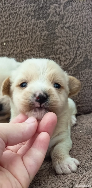 Baietel Catel Bichon Maltez