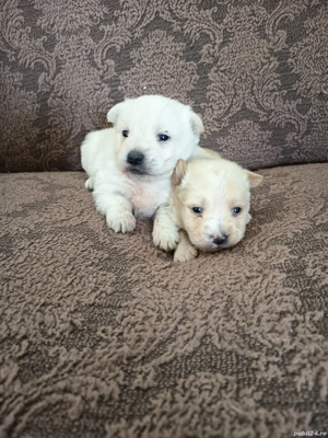 Catei Bichon Maltez - imagine 4 Catei Bichon Maltez - imagine 4