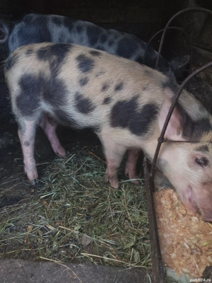 vând purcel   - imagine 2 vând purcel   - imagine 2