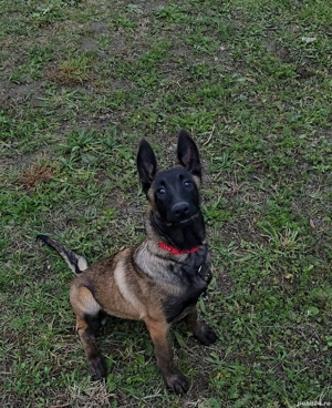 Ciobănesc belgian malinois femela cu pedigree