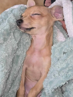 Rasa Toy pincher - imagine 2 Rasa Toy pincher - imagine 2