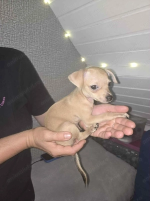 Rasa Toy pincher - imagine 3 Rasa Toy pincher - imagine 3