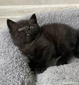 British Black  - imagine 2