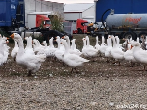 Gaste de vanzare - imagine 2 Gaste de vanzare - imagine 2