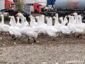 Gaste de vanzare - imagine 3 Gaste de vanzare - imagine 3